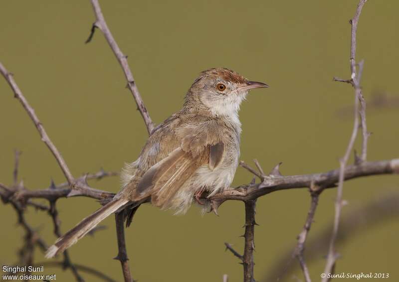 Prinia à front roux, identification