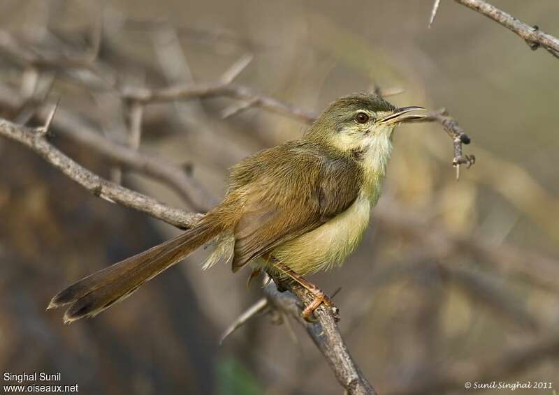 Prinia cendréeadulte, identification