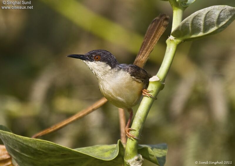 Prinia cendréeadulte, identification