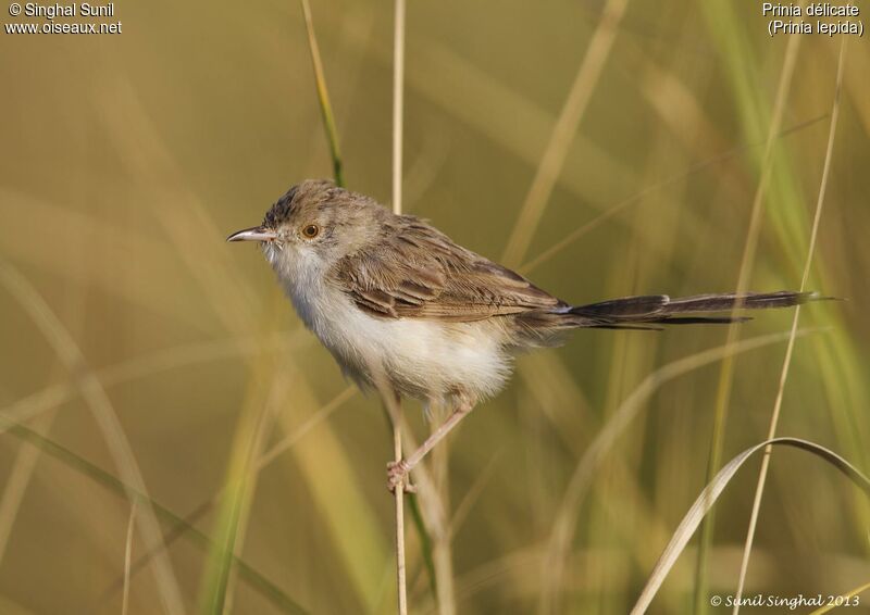 Prinia délicateadulte, identification