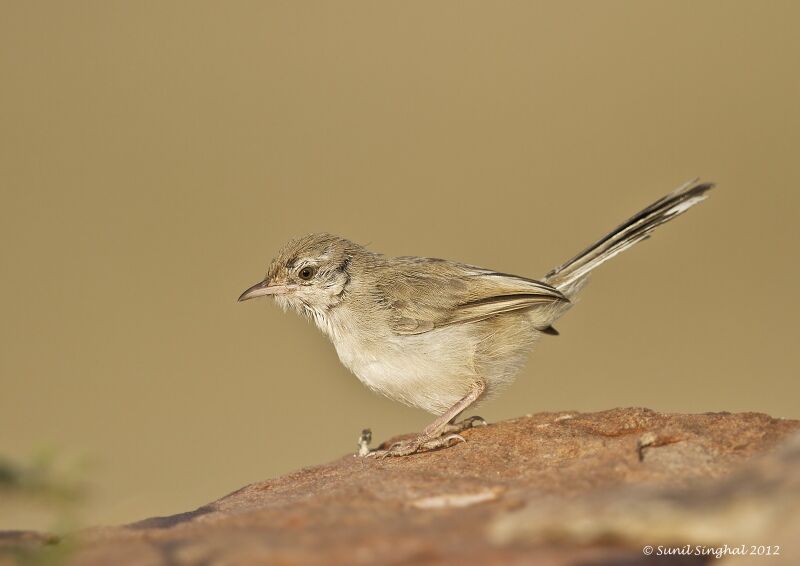 Prinia simple