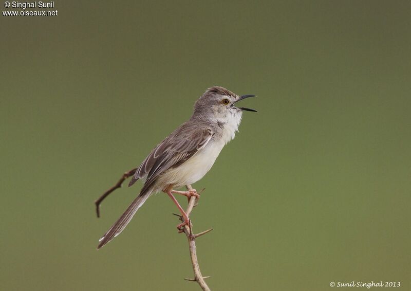 Prinia simpleadulte, identification, Comportement