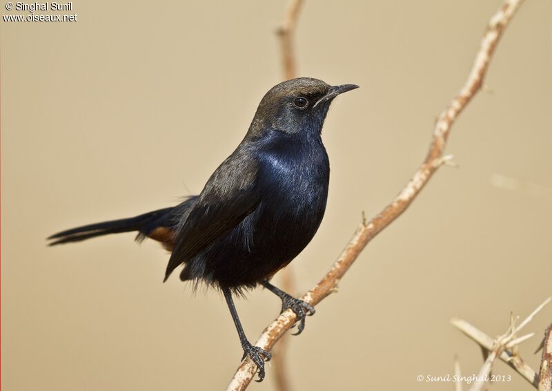 Pseudotraquet indien mâle, identification