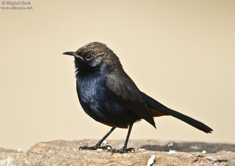 Pseudotraquet indien mâle, identification