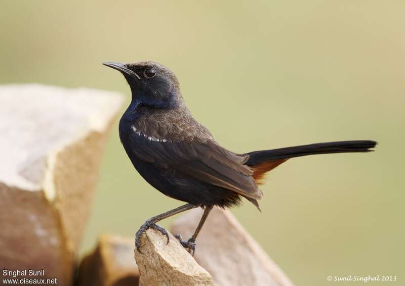 Indian Robin male adult breeding, identification, Behaviour