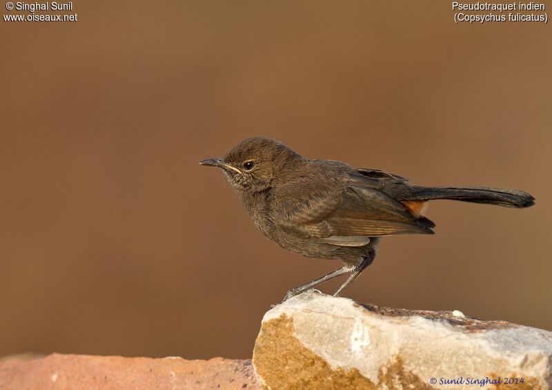 Pseudotraquet indien femelle immature, identification