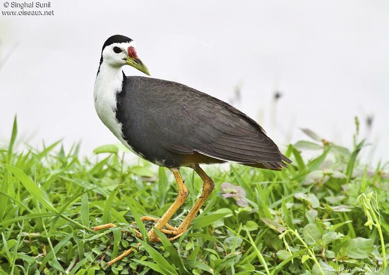 White-breasted Waterhenadult, identification