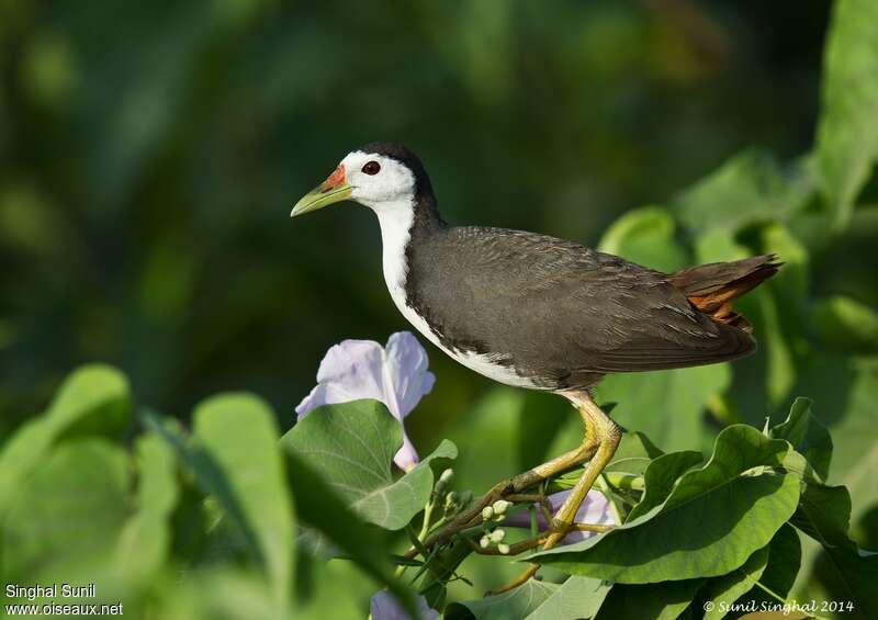 White-breasted Waterhenadult, identification