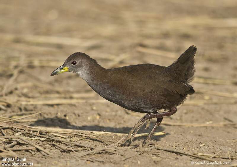 Râle akooladulte, identification