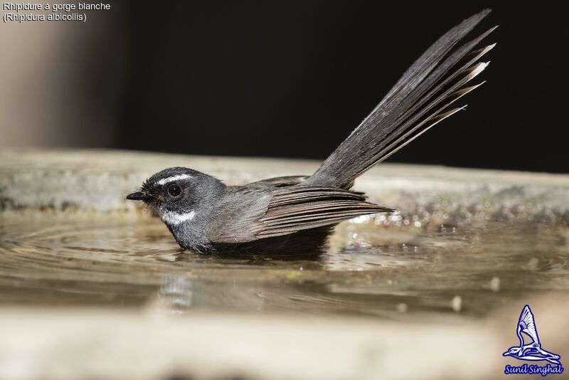 White-throated Fantailadult, identification