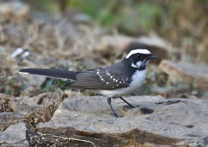 White-browed Fantailadult, identification