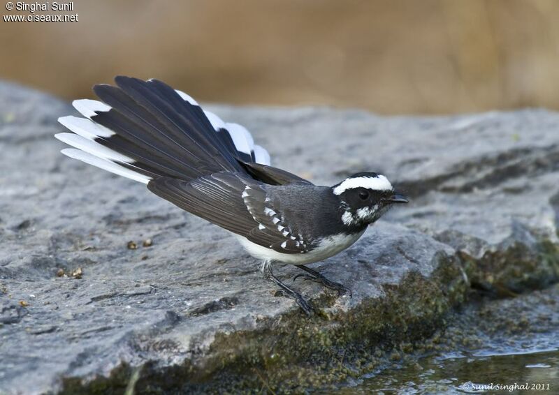 White-browed Fantailadult, identification, Behaviour