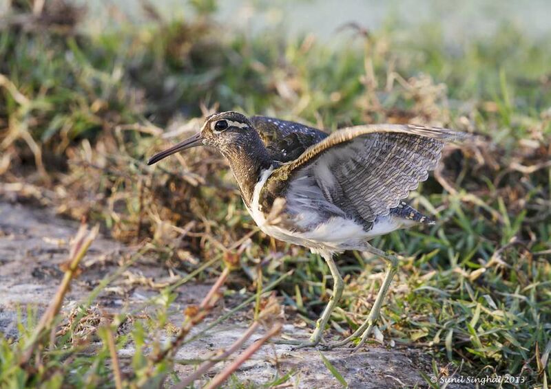 Greater Painted-snipe