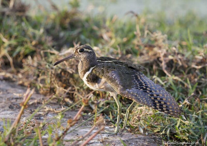 Greater Painted-snipe