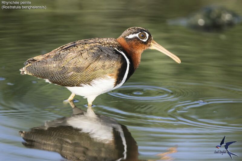 Greater Painted-snipe female adult, identification