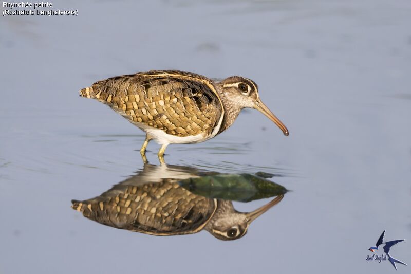 Greater Painted-snipe male adult, identification