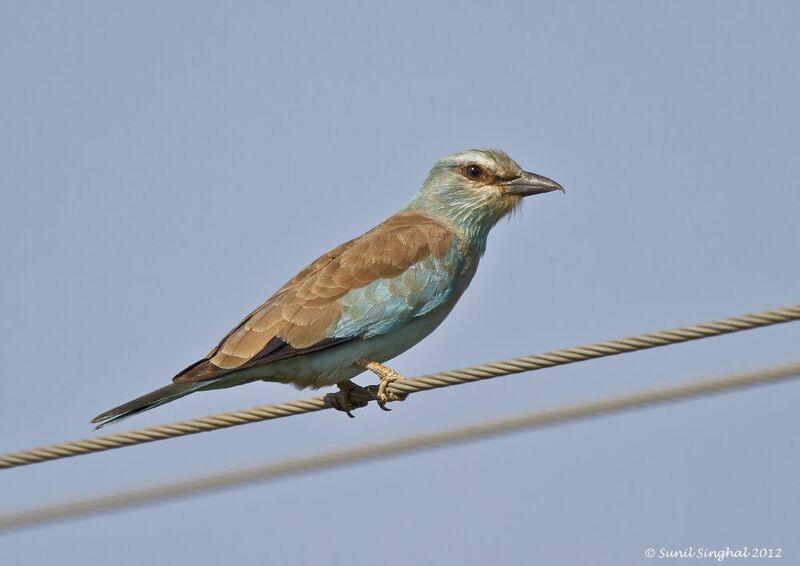 European Roller