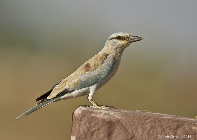 European Roller