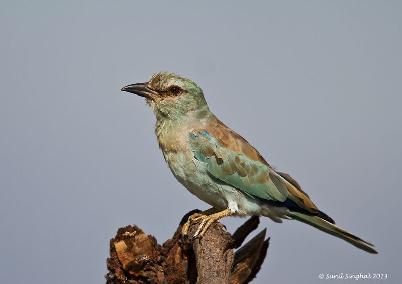 Rollier d'Europeadulte, identification