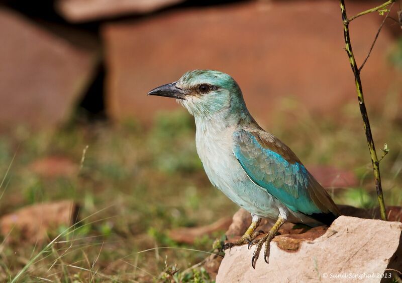 European Rolleradult, identification