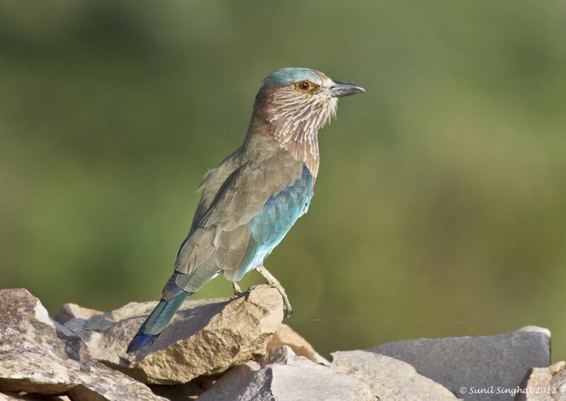 Indian Roller