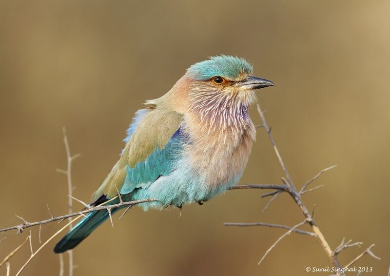 Indian Rolleradult, identification