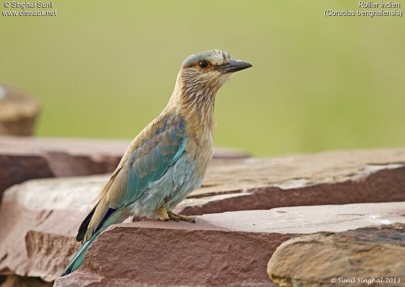 Indian Rolleradult, identification