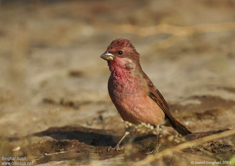 Common Rosefinch male adult, close-up portrait