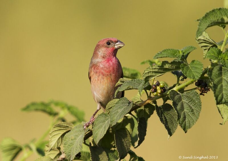 Common Rosefinch