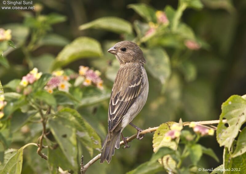 Common Rosefinch female adult, identification