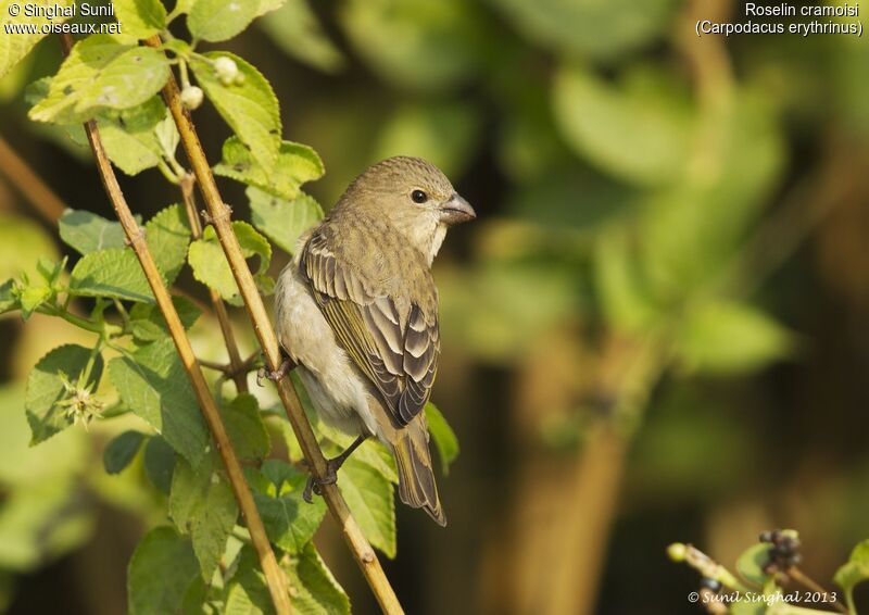 Common Rosefinch female adult, identification