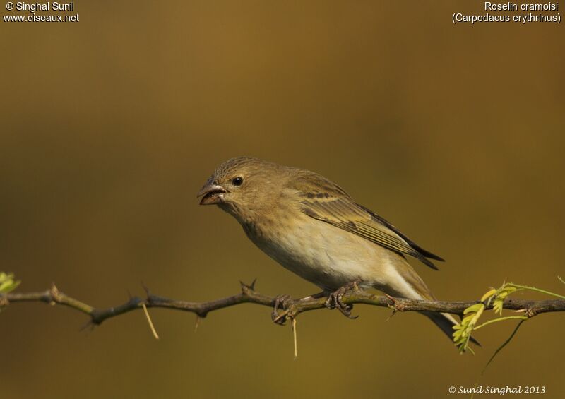 Common Rosefinch female adult, identification