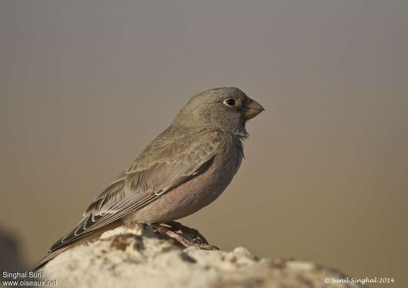 Trumpeter Finchadult, identification