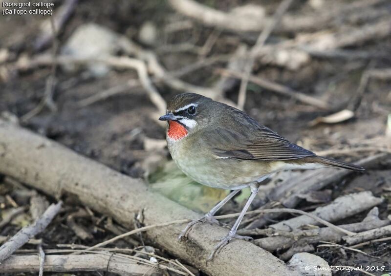 Rossignol calliope, identification