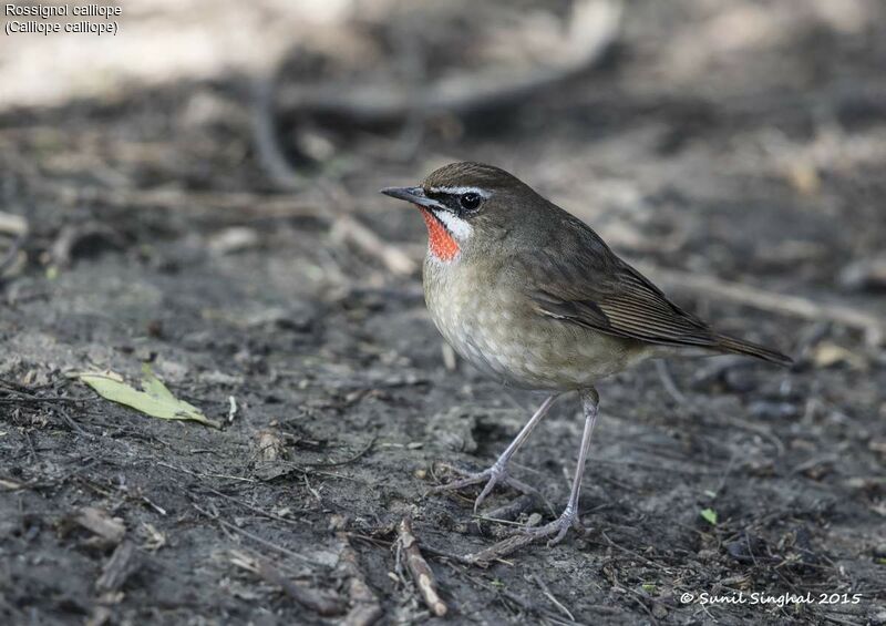 Rossignol calliope, identification