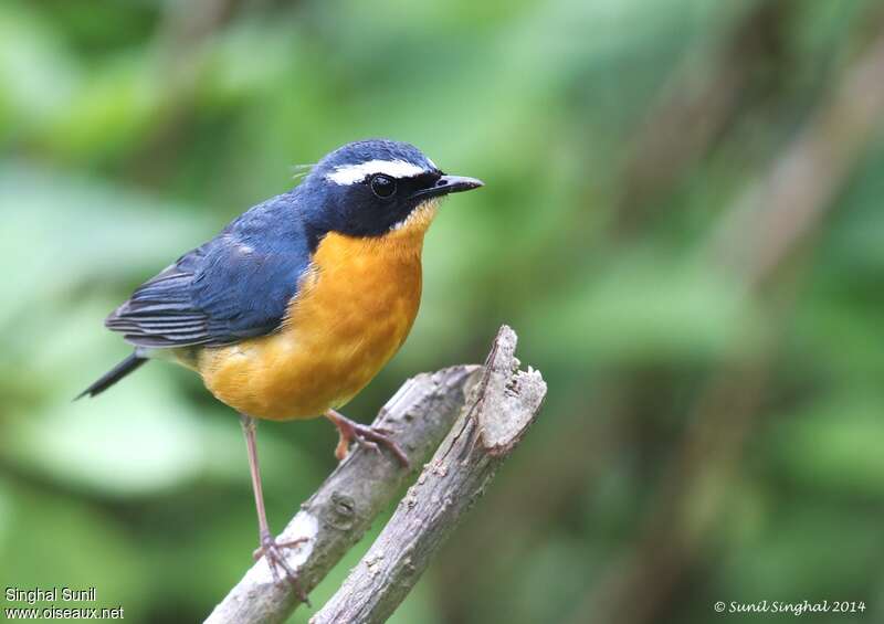 Indian Blue Robin male adult, close-up portrait