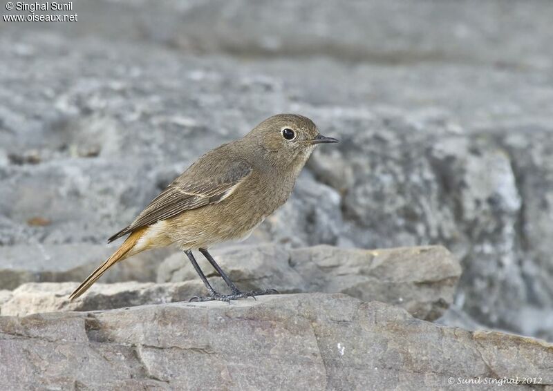 Black Redstart female adult, identification