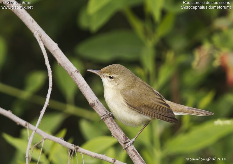 Blyth's Reed Warbleradult, identification