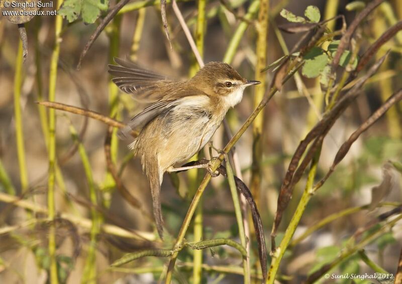 Paddyfield Warbleradult, identification