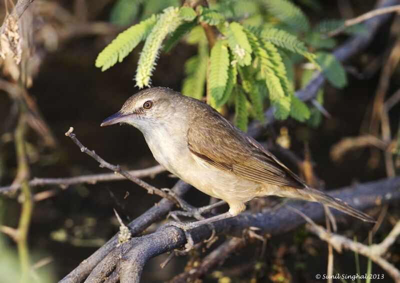 Clamorous Reed Warbler