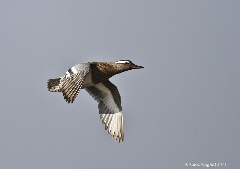 Garganey