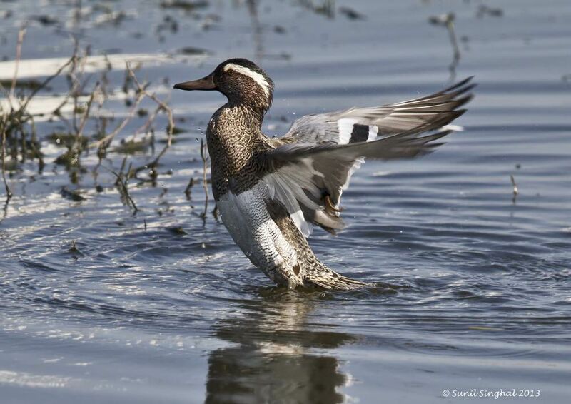 Garganey