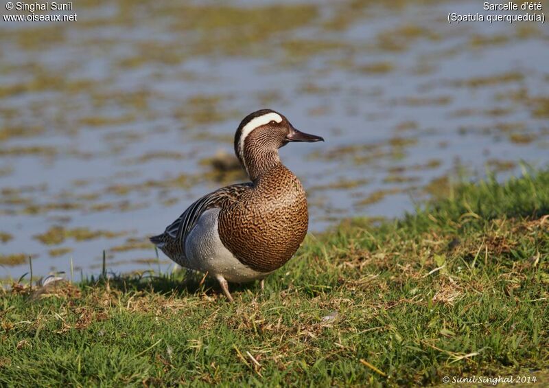 Sarcelle d'été mâle adulte, identification