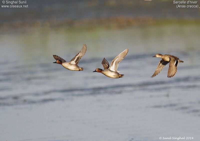 Eurasian Teal adult, Flight