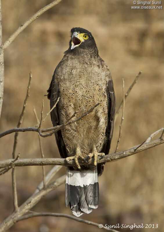 Crested Serpent Eagle