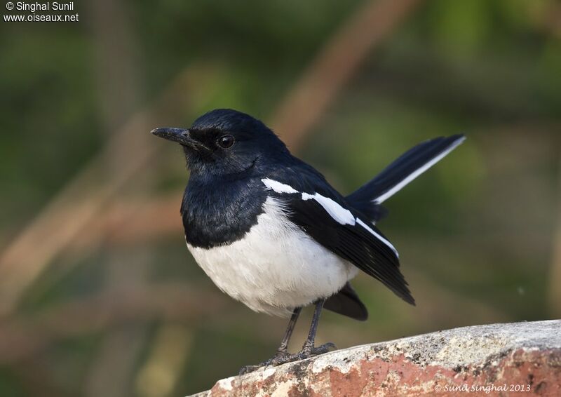 Oriental Magpie-Robin male adult, identification