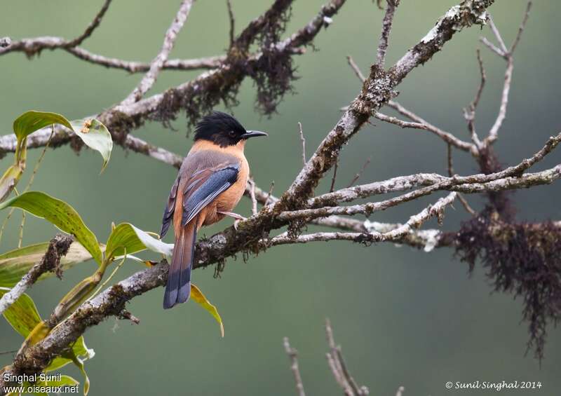 Rufous Sibiaadult