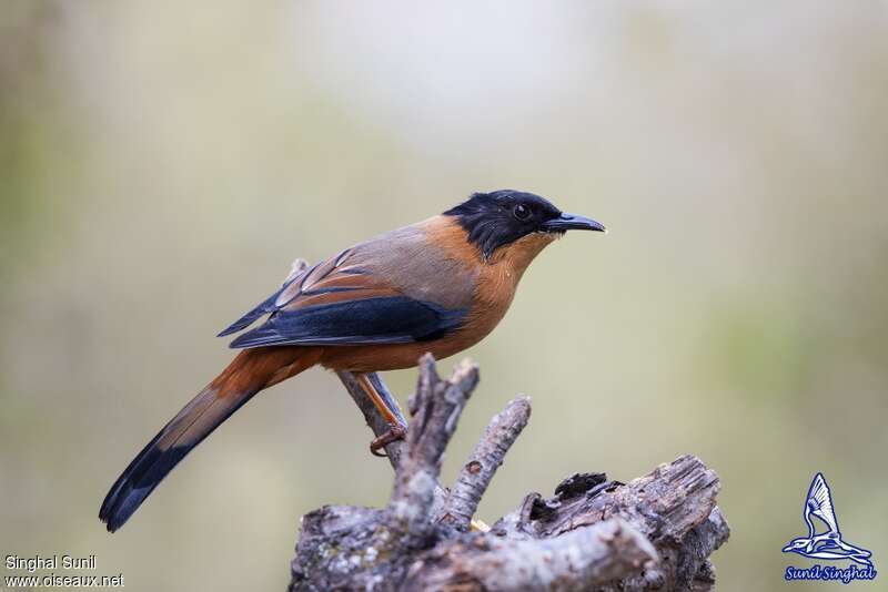 Sibia casquéeadulte, identification