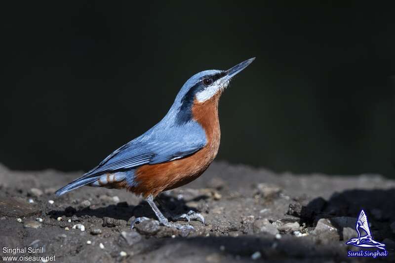 Sittelle de Blyth mâle adulte, identification