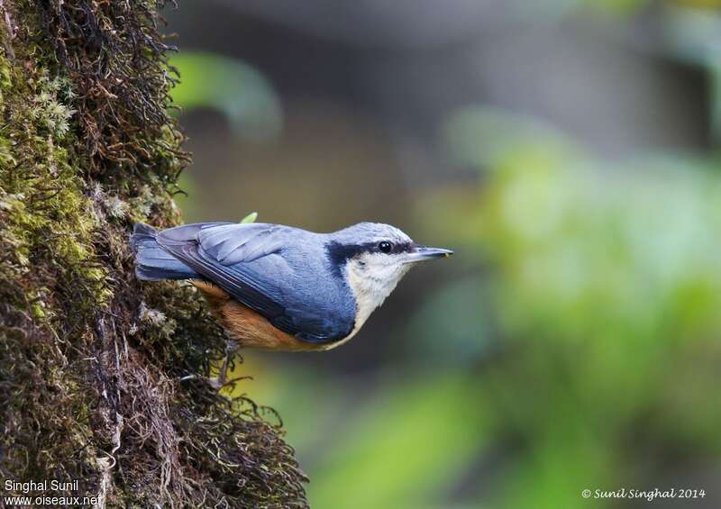 White-tailed Nuthatchadult, identification